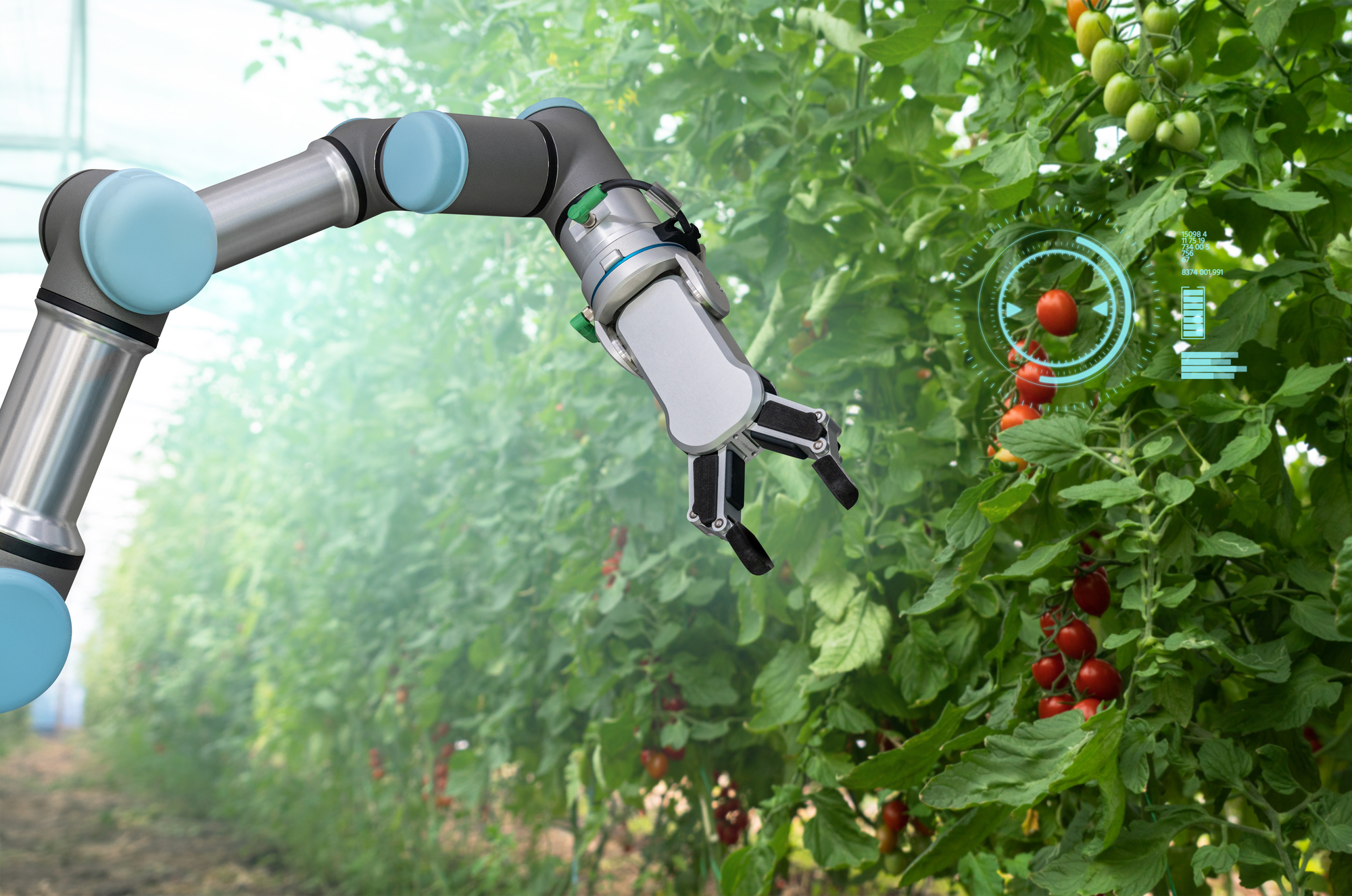 Robot Is Working In Greenhouse With Tomatoes