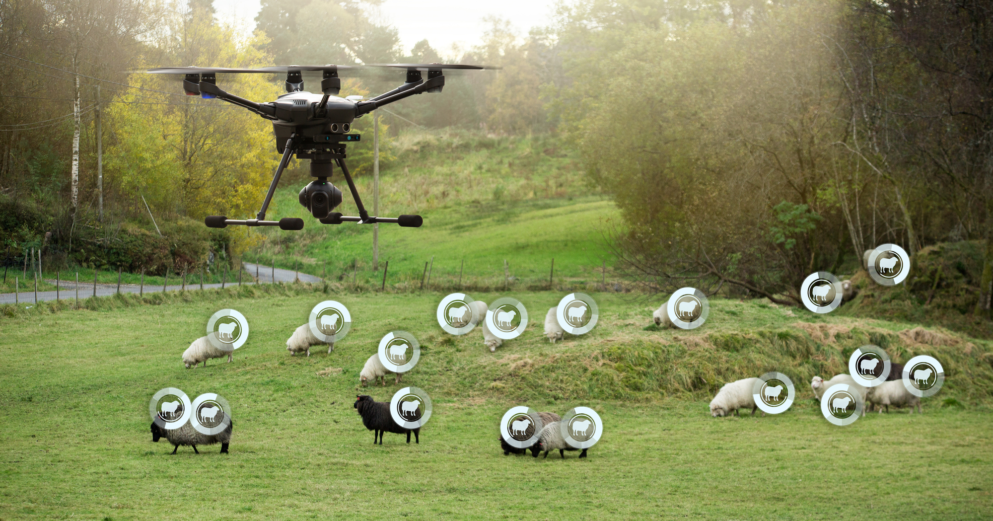 Agricultural Drone Watching A Herd Of Sheep