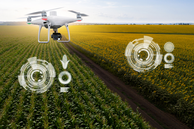 Drone Flies Over Sunflower And Corn Fields And Analyzes The Ripeness Of The Crop.
