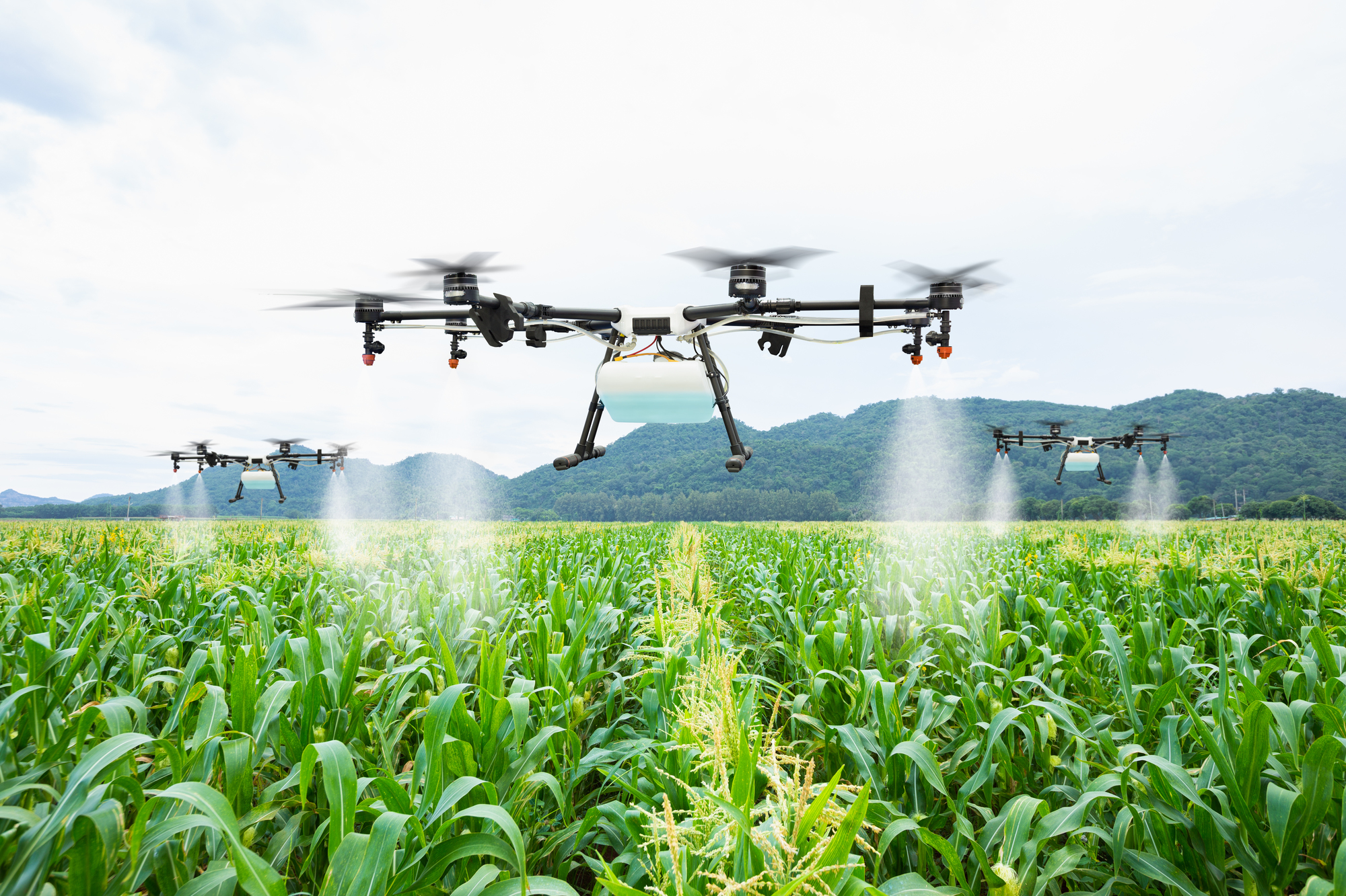 Agriculture Drone Fly To Sprayed Fertilizer On The Sweet Corn Fi